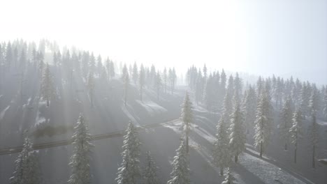 Aerial-view-of-forest-during-cold-winter-morning
